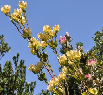 Growing with Protea eximia