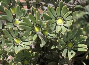 L. album male flower-heads