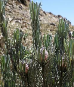 L. album female plant