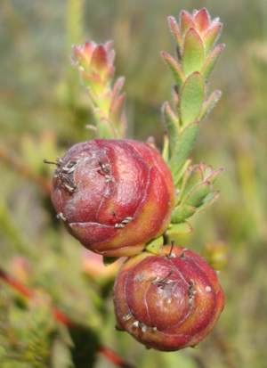 Female cones