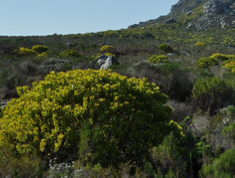 Leucadendron laureolum growing in habitat at Silvermine