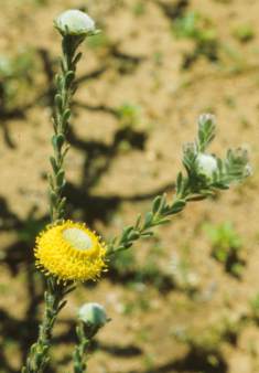 Leucadendron levisanus male in flower