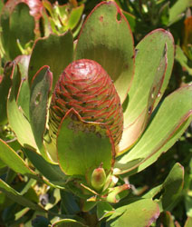 Cones on female plant