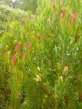 Bush growing in Kirstenboschs and new