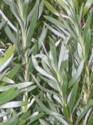 Silvery foliage