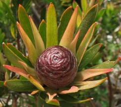 Leucadendron loeriense female cone maturing 