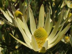 Leucadendron loeriense male