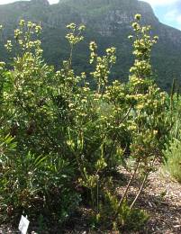 Leucadendron loeriense bush male and female