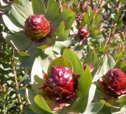 Attractive cones on female plants