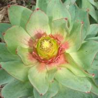 Female inflorescence