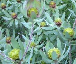 Male plant in flower