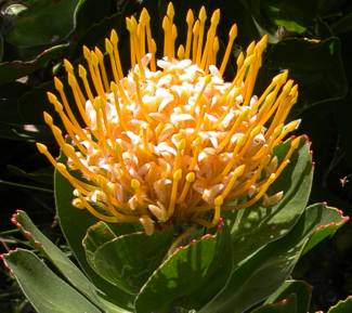 Leucospermum conocarpodendron subsp. viridum flower head