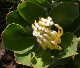 Leucospermum conocarpodendron subsp. viridum bud