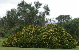 Leucospermum conocarpodendron subsp. viridum bush