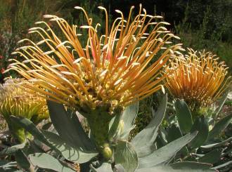 Leucospermum formosum flowerheads maturing