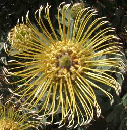 Leucospermum formosum flowerhead from above