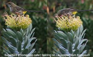 Sugarbird feeding on L. formosum