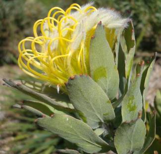 Leucospermum grandiflorum opening flower head