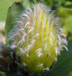 Leucospermum grandiflorum bud