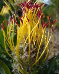 Leucospermum grandiflorum maturing flower head