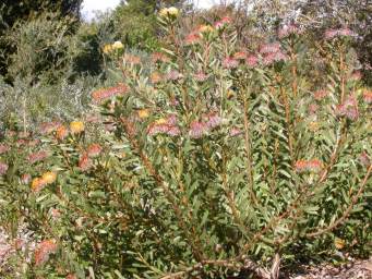 Growing at Kirstenbosch