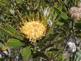 Growing at De Hoop