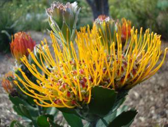 Leucospermum praecox flower heads