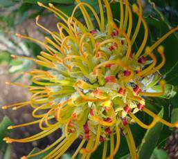 Leucospermum praecox flowers