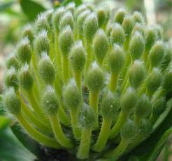 Leucospermum praecox new bud