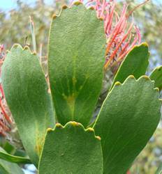 Leucospermum praecox mature leaves