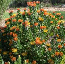 Leucospermum praecox shrub