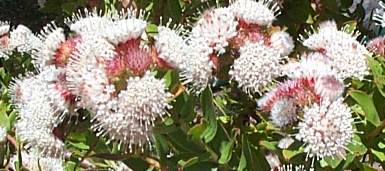 Leucospermum bolusii