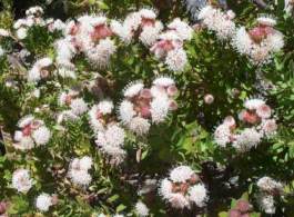 Bush in flower