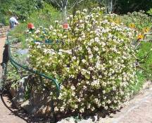 Bush in fragrance garden at Kirstenbosch