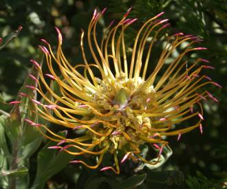 Leucospermum catherinae flower head