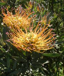 Leucospermum catherinae flower heads