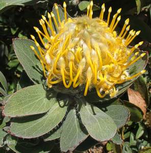 Leucospermum conocarpodendron subsp. conocarpodendron flower head