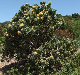 L. conocarpodendron subsp. conocarpodendron bush