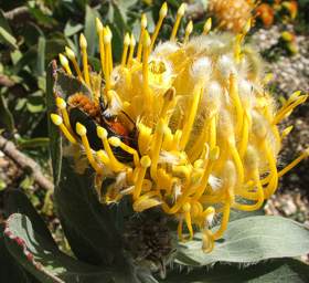 L. conocarpodendron subsp. conocarpodendron flowerhead visited by beetle