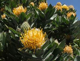 L. conocarpodendron subsp. conocarpodendron foliage