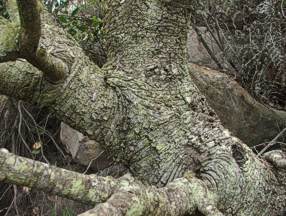 L. conocarpodendron subsp. viridum trunk, old specimen from Oukraal