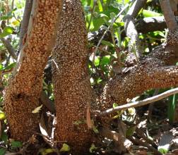 Warts on L. cuneiforme trunk 