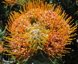 Leucospermum erubescens viewed from above