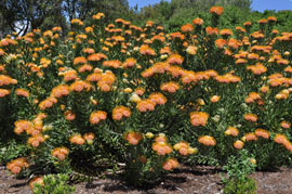 Leucospermum erubescen shrubs growing at Kirstenbosch