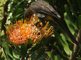 Sunbird visiting Leucospermum erubescens