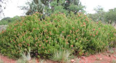 Flowering shrub