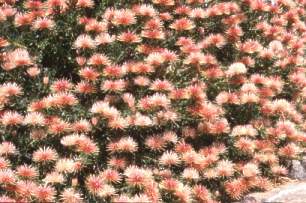 Leucospermum tottum