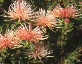 Flowers of Leucospermum tottum