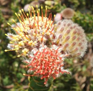 Multi-colored flowerhead