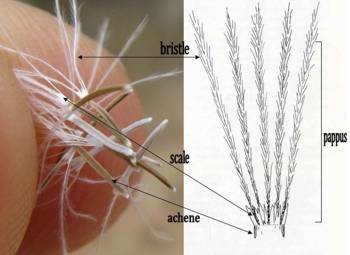 Feathery white pappus of L. gnaphalodes